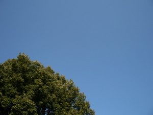 IMGP0202