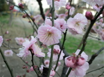 IMGP0260