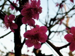 IMGP0261