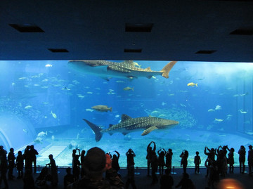 Img_7212 Img_7212